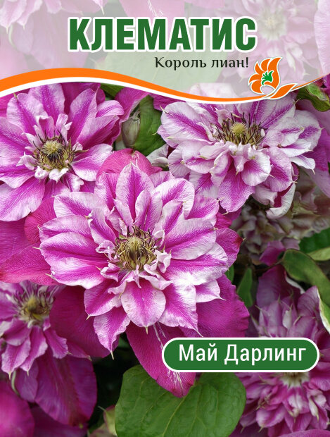 Клематис Май Дарлинг (крупноцветковый) саженцы 