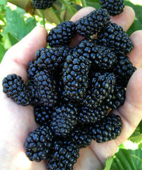 Ежевика Бжезина (бесшипая)