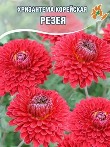 Хризантема Резея
