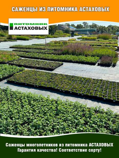 Флокс Эмеральд Кюшон Блю, шиловидный