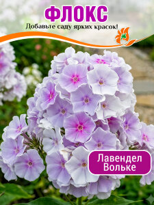 Флокс Лавендел Вольке