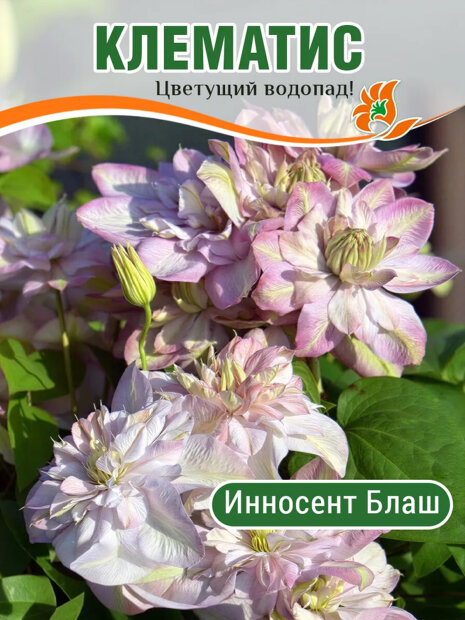 Клематис Инносент Блаш (крупноцветковый) саженцы 