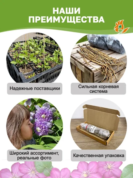 Клематис Инносент Блаш (крупноцветковый) саженцы 