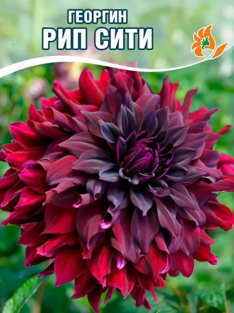 Георгин Рип Сити (декоративный)