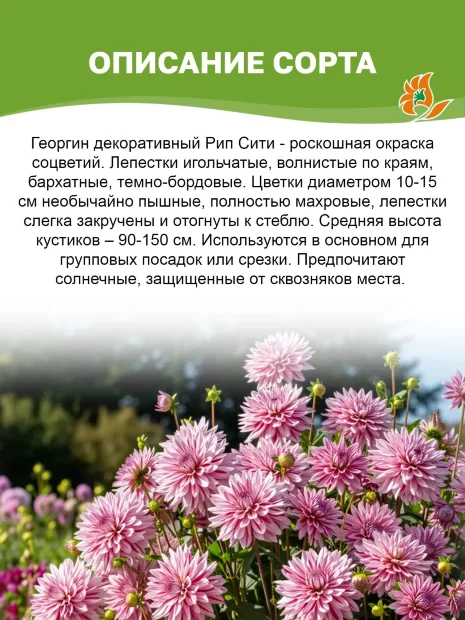 Георгин Рип Сити (декоративный)