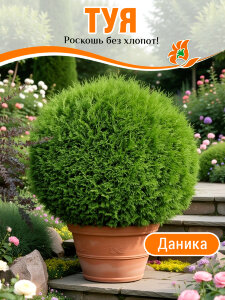 Туя Даника (западная) Туя Даника (западная)