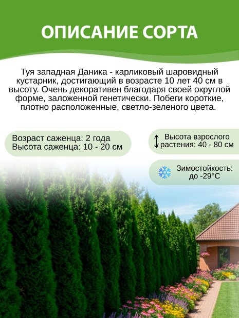 Туя Даника (западная)