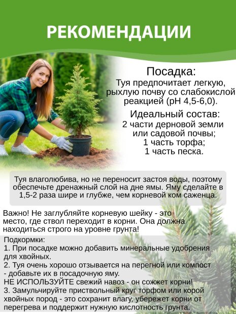 Туя Даника (западная)