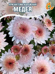 Хризантема Медея (корейская)