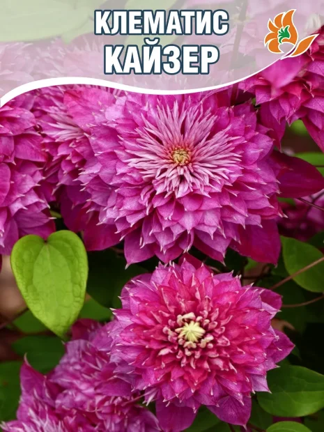 Клематис Кайзер (крупноцветковый) саженцы 