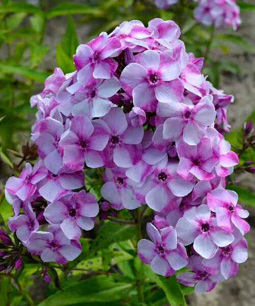 Флокс Модница (Р9)