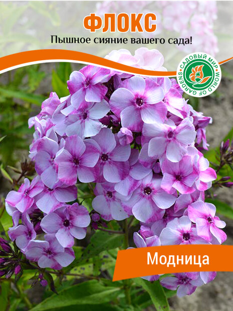 Флокс Модница (Р9)