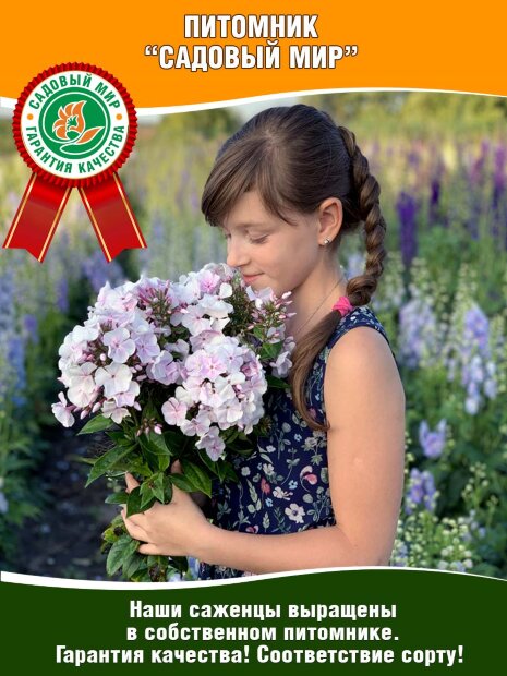 Флокс Модница (Р9)