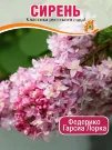 Сирень Федерико Гарсиа Лорка (обыкновенная)
