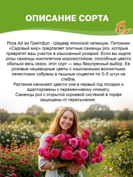 Роза Ай Эм Грейтфул 