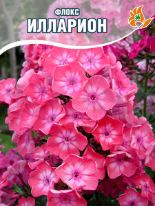 Флокс Илларион Флокс Илларион