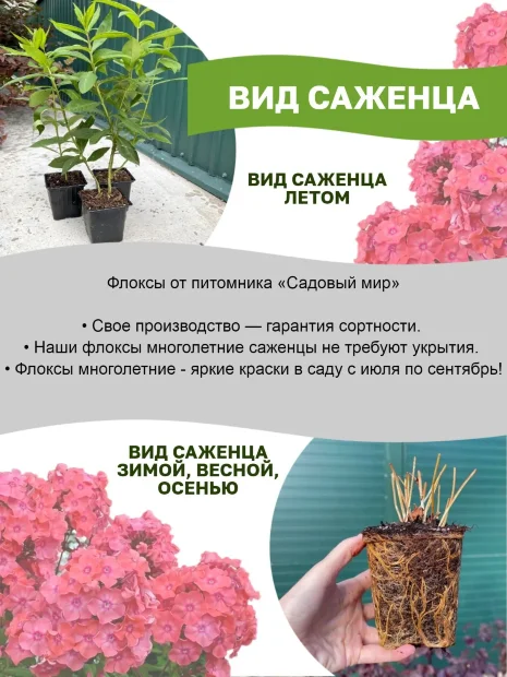 Флокс Илларион