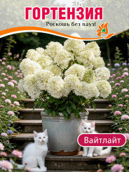 Гортензия Вайтлайт