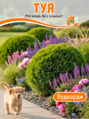 Туя Вудварди