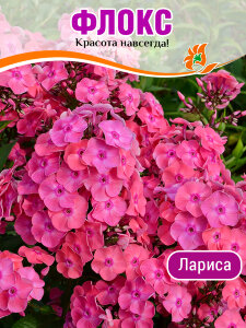 Флокс Лариса Флокс Лариса