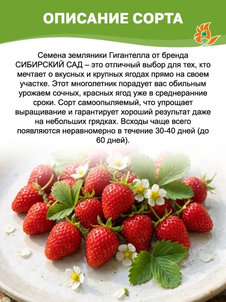 Клубника Гигантелла семена 