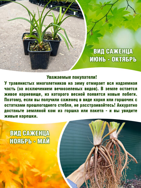Лилейник Спейскост Бихейвэ Петтен