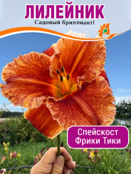 Лилейник Спейскост Фрики Тики Лилейник Спейскост Фрики Тики