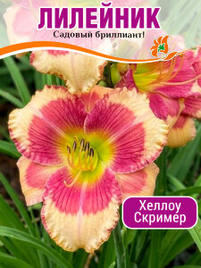 Лилейник Хеллоу Скример