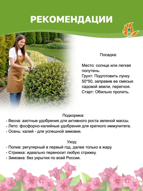 Пузыреплодник Лютеус (калинолистный)  саженцы 