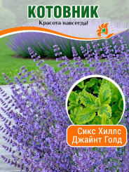 Котовник Сикс Хиллс Джайнт Голд Котовник Сикс Хиллс Джайнт Голд
