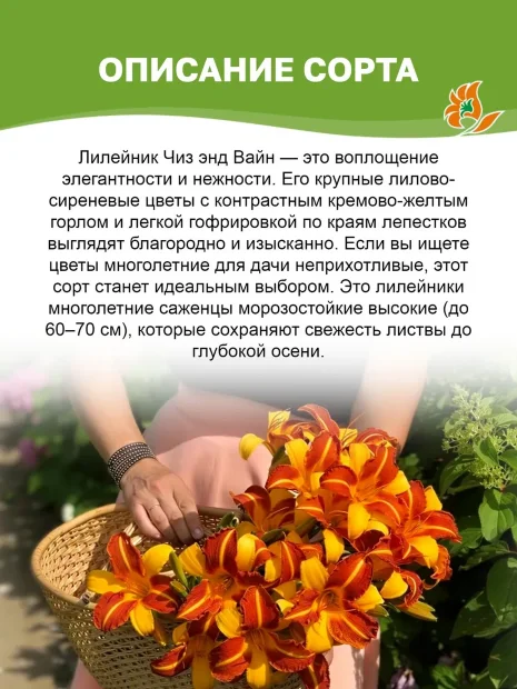 Лилейник Чиз энд Вайн