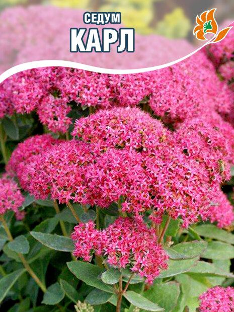 Седум Карл видный