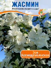 Жасмин Зоя Космодемьянская (Чубушник) Жасмин Зоя Космодемьянская (Чубушник)
