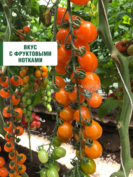 Томат Оранжевый Фонтан семена 