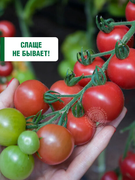 Томат Малиновый Десерт семена 