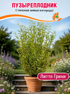 Пузыреплодник Литтл Грини (калинолистный)