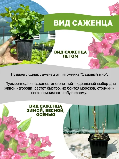 Пузыреплодник Литтл Грини (калинолистный) саженцы 