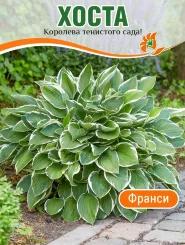 Хоста Франси (гибридная)