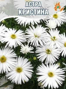 Астра Кристина (кустарниковая) Астра Кристина (кустарниковая)