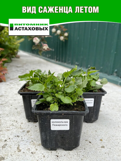 Колокольчик Пожарского