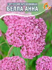 Гортензия Белла Анна Гортензия Белла Анна