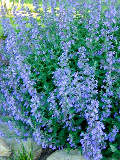 Котовник Лайт Блю
