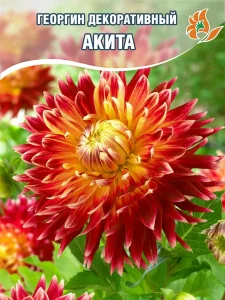 Георгин Акита (крупноцветковый) Георгин Акита (крупноцветковый)