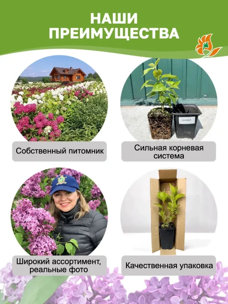 Сирень Ами Шотт (обыкновенная) саженцы 