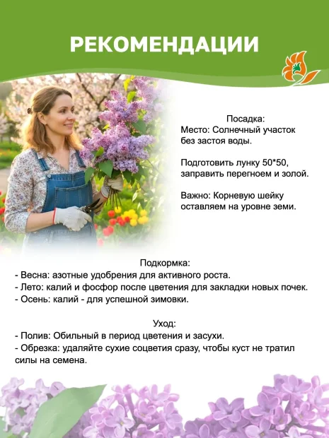 Сирень Ами Шотт (обыкновенная) саженцы 