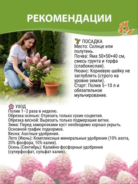 Гортензия Распберри Пинк (метельчатая) саженцы 