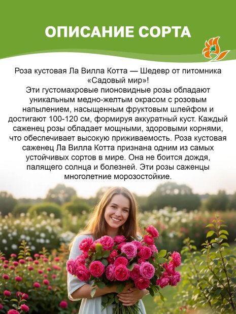 Роза Ла Вилла Котта 