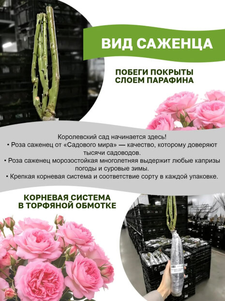 Роза Ла Вилла Котта 