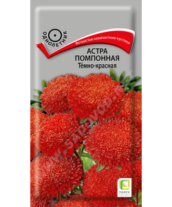 Астра помпонная Тёмно-красная