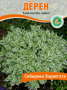 Дерен Сибирика Вариегата (белый) Дерен Сибирика Вариегата (белый)